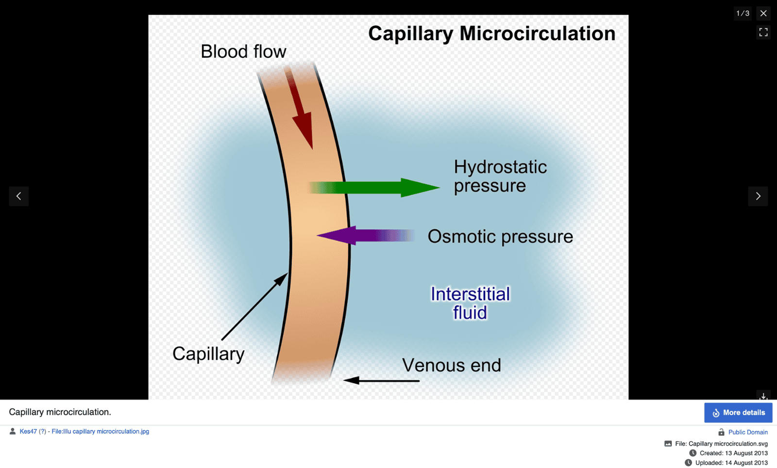 Low-Intensity Vibration and Microcirculation: Clinical Implications for Recovery and Healing